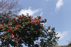 DSCF1362