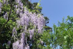 DSCF1579